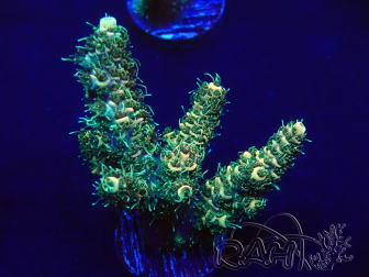 WYSIWYG Acropora tenuis 15O5 Mariculture Acclimaté led
