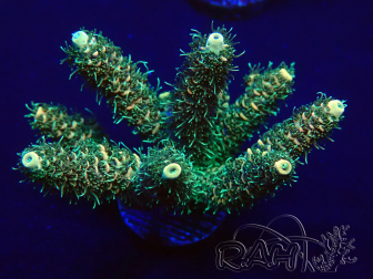 WYSIWYG Acropora millepora 15O6 Mariculture Acclimaté led