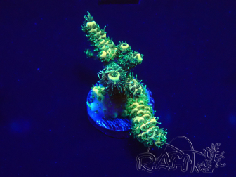 WYSIWYG Acropora 15O8 Mariculture Acclimaté led