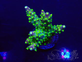 WYSIWYG Acropora millepora 15P1 Mariculture acclimaté led