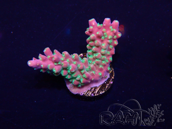 WYSIWYG Acropora 15I4 Mariculture acclimaté led