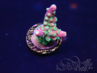 WYSIWYG Acropora tenuis 15I5 Mariculture acclimaté led