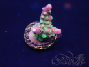 WYSIWYG Acropora tenuis 15I5 Mariculture acclimaté led