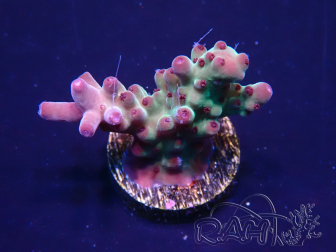 WYSIWYG Acropora 15J2 Mariculture acclimaté led