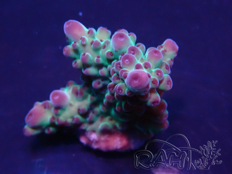 WYSIWYG Acropora 15J3 Mariculture acclimaté led