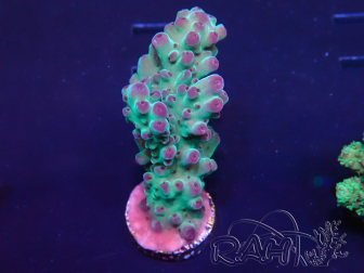 WYSIWYG Acropora 15J5 Mariculture acclimaté led
