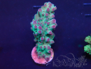 WYSIWYG Acropora 15J5 Mariculture acclimaté led