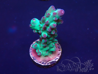 WYSIWYG Acropora 15J6 Marikultur unter LED akklimatisiert