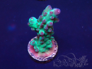 WYSIWYG Acropora 15J6 Mariculture acclimated under LED