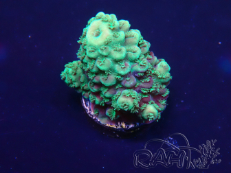 WYSIWYG Acropora millepora 15K1 Mariculture acclimaté led