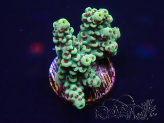 WYSIWYG Acropora millepora  15K8 Mariculture acclimaté led