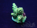 WYSIWYG Acropora 15K12 Mariculture acclimaté led