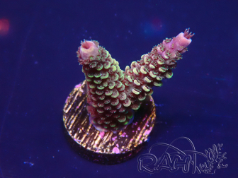 WYSIWYG Acropora tenuis 15L4 Mariculture acclimaté led