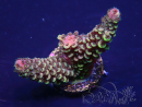 WYSIWYG Acropora  millepora 15L6 Mariculture acclimaté led