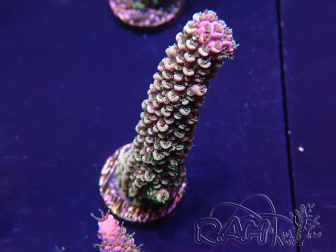 WYSIWYG Acropora millepora 15M1 Mariculture acclimaté led