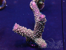 WYSIWYG Acropora millepora  15M2 Mariculture acclimaté led
