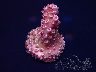 WYSIWYG Acropora 15M5 Mariculture acclimaté led