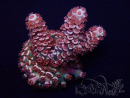 WYSIWYG Acropora 15M6 Mariculture acclimaté led