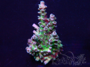 WYSIWYG Acropora millepora 15M8 Mariculture acclimaté led