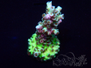 WYSIWYG Acropora 15M11 Mariculture acclimaté led
