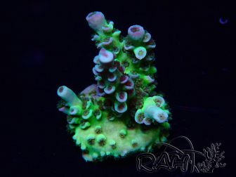 WYSIWYG Acropora granulosa 15N1 Mariculture acclimaté led