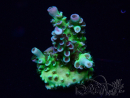 WYSIWYG Acropora granulosa 15N1 Mariculture acclimaté led
