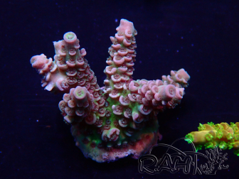 WYSIWYG Acropora 15N4 Mariculture acclimaté led
