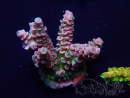 WYSIWYG Acropora 15N4 Mariculture acclimaté led