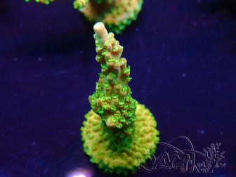 WYSIWYG Acropora granulosa 15N12 Mariculture acclimated under LED