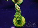 WYSIWYG Acropora granulosa 15N12 Maricoltura acclimatata sotto LED