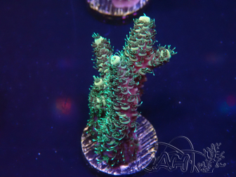 WYSIWYG Acropora millepora 15O2 Maricultura aclimatada bajo LED
