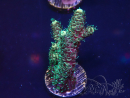 WYSIWYG Acropora millepora 15O2 Mariculture Acclimaté led