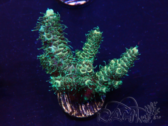 WYSIWYG Acropora tenuis 15O5 Mariculture Acclimaté led
