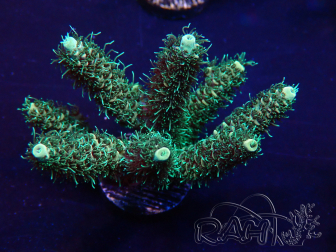 WYSIWYG Acropora millepora 15O6 Maricultura aclimatada bajo LED