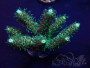 WYSIWYG Acropora millepora 15O6 Mariculture Acclimaté led