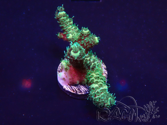 WYSIWYG Acropora 15O8 Mariculture Acclimaté led