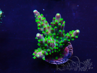 WYSIWYG Acropora millepora 15P1 Mariculture acclimaté led