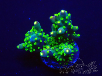 WYSIWYG Acropora millepora 15P8 Mariculture Acclimaté led