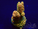 WYSIWYG Acropora tenuis 15P9 Mariculture Acclimaté led
