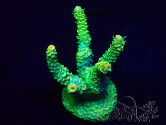 WYSIWYG Acropora millepora 15P10 Mariculture Acclimaté led