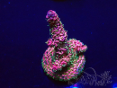 WYSIWYG Acropora 15Q4 Mariculture acclimaté led