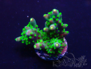 WYSIWYG Acropora millepora 15P8 Mariculture Acclimaté led