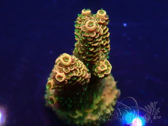 WYSIWYG Acropora tenuis 15P9 Mariculture Acclimaté led