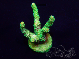 WYSIWYG Acropora millepora 15P10 Mariculture Acclimaté led