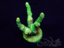 WYSIWYG Acropora millepora 15P10 Mariculture Acclimaté led