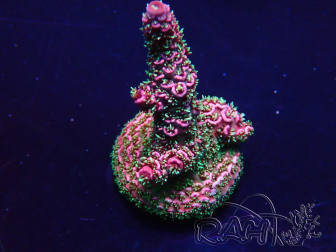 WYSIWYG Acropora 15Q4 Mariculture acclimaté led
