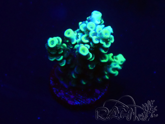 WYSIWYG Acropora 15Q7 Mariculture acclimaté led