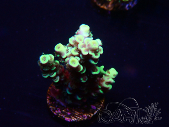 WYSIWYG Acropora 15Q7 Marikultur unter LED akklimatisiert