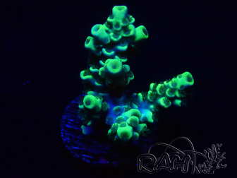 WYSIWYG Acropora 15R3 Mariculture acclimaté led