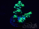 WYSIWYG Acropora 15R3 Mariculture acclimaté led